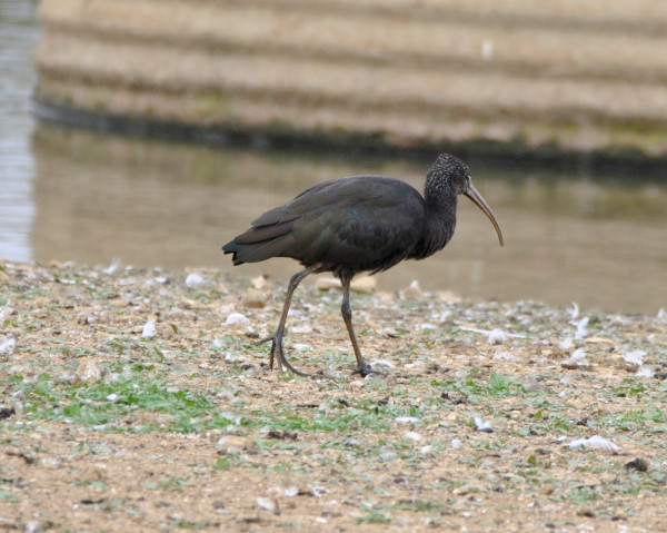 Glossy Ibis