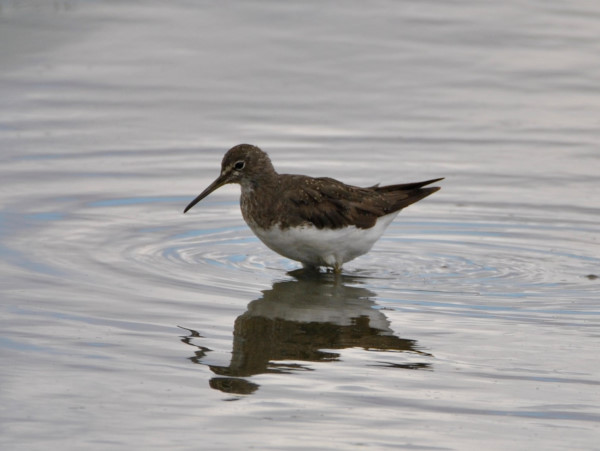 Green Sandpiper