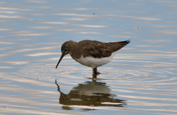 Green Sandpiper