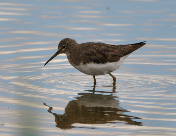 Green Sandpiper