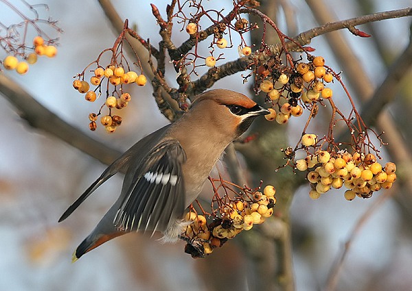 Waxwing