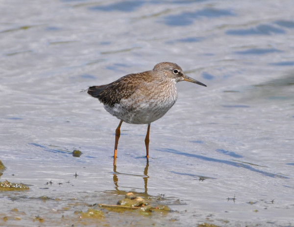 Redshank