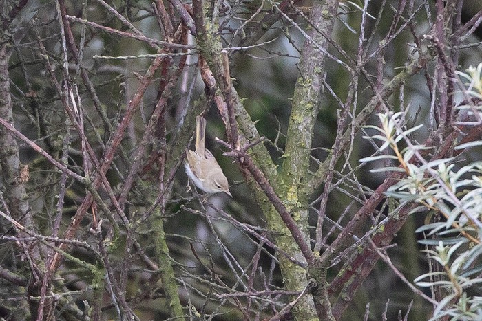 Western Bonelli's Warbler