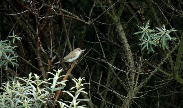 Western Bonelli's Warbler