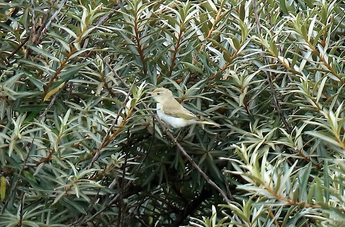 Western Bonelli's Warbler