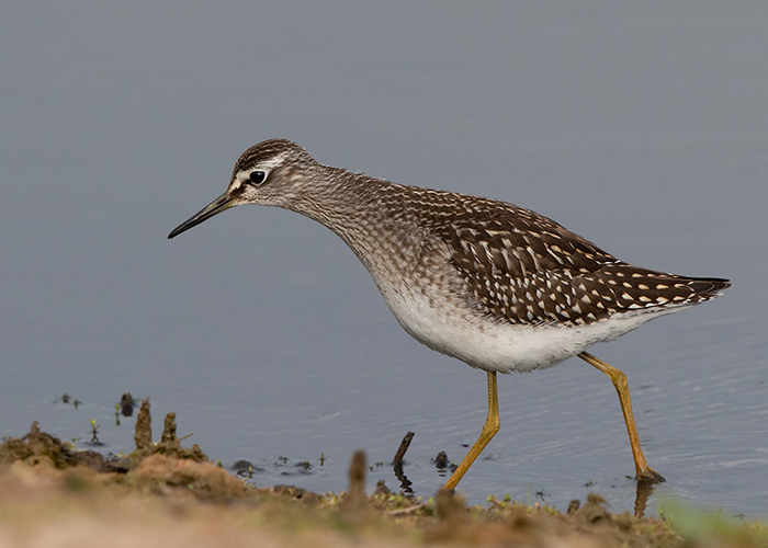 Wood Sandpiper