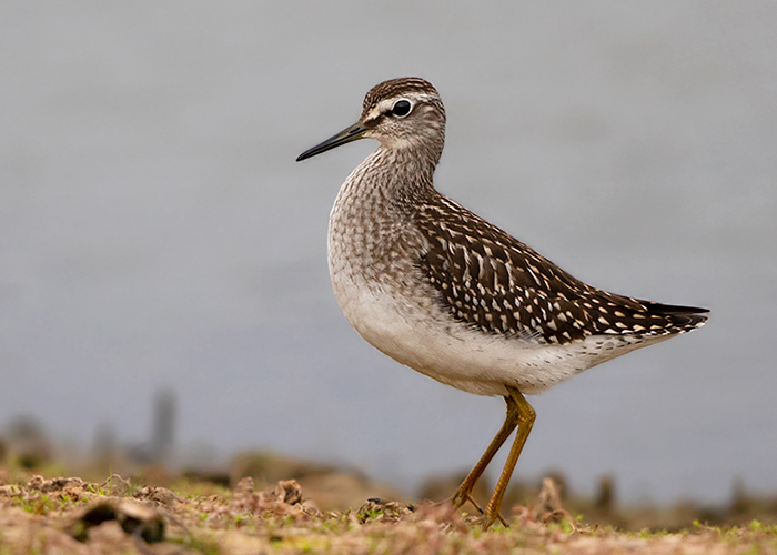 Wood Sandpiper