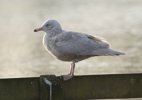 Glaucous Gull