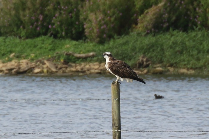 Osprey