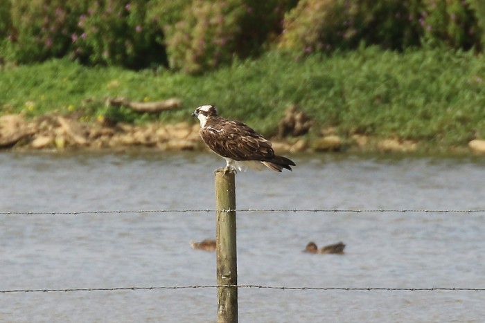 Osprey