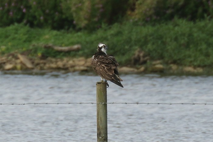Osprey