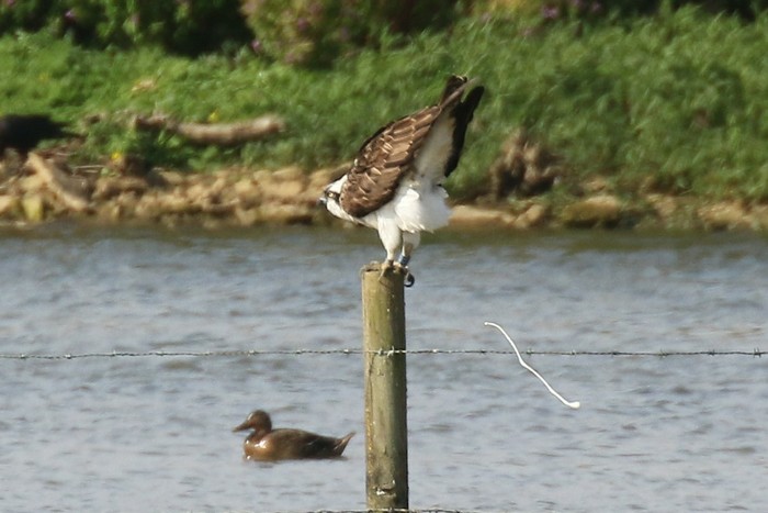 Osprey
