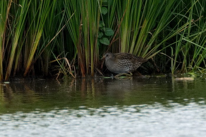 Spotted Crake