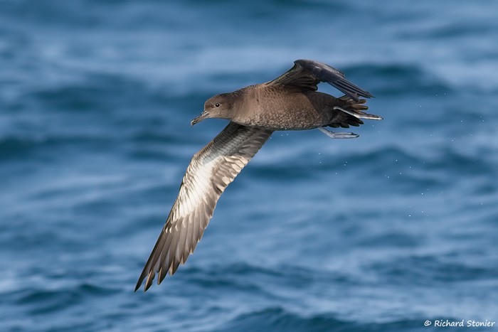 Sooty Shearwater