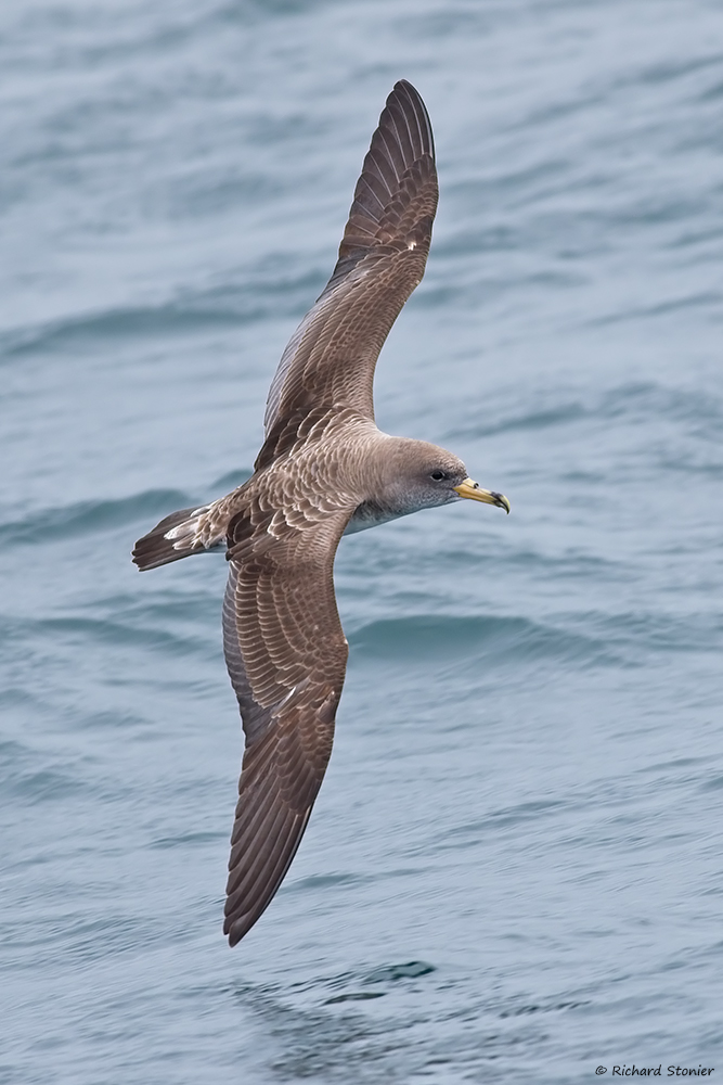 Cory's Shearwater