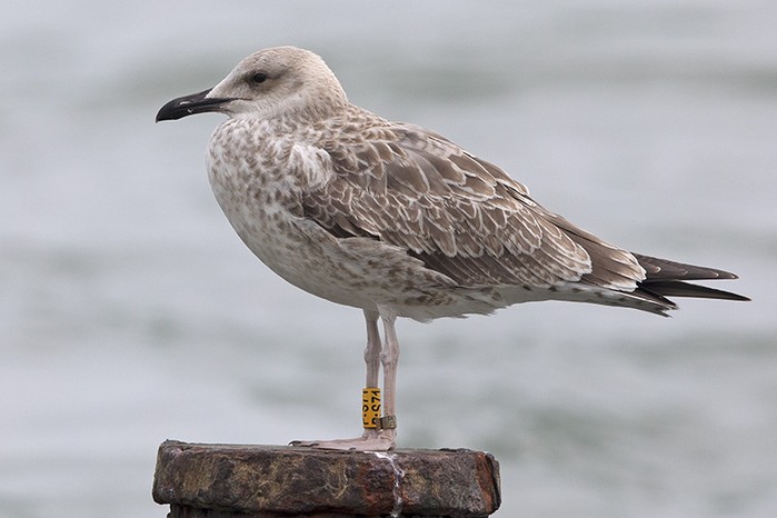 Caspian Gull
