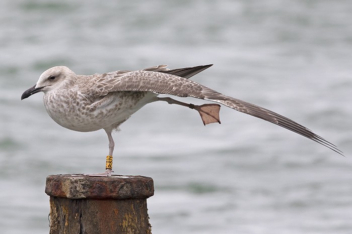 Caspian Gull