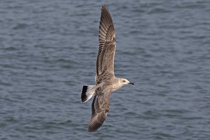 Caspian Gull