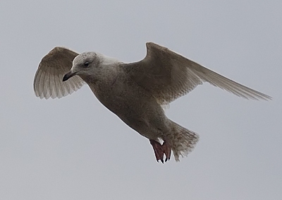 Iceland Gull