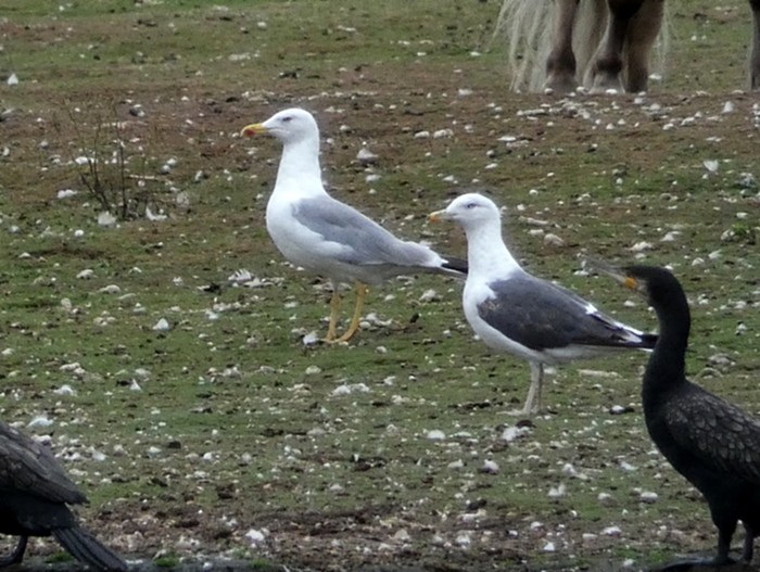 Yellow-legged Gull