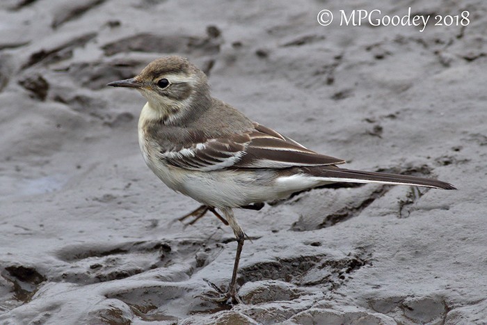 Citrine Wagtail