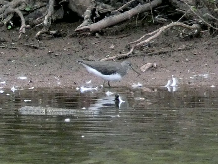 Green Sandpiper