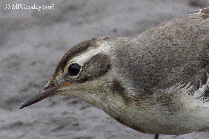 Citrine Wagtail