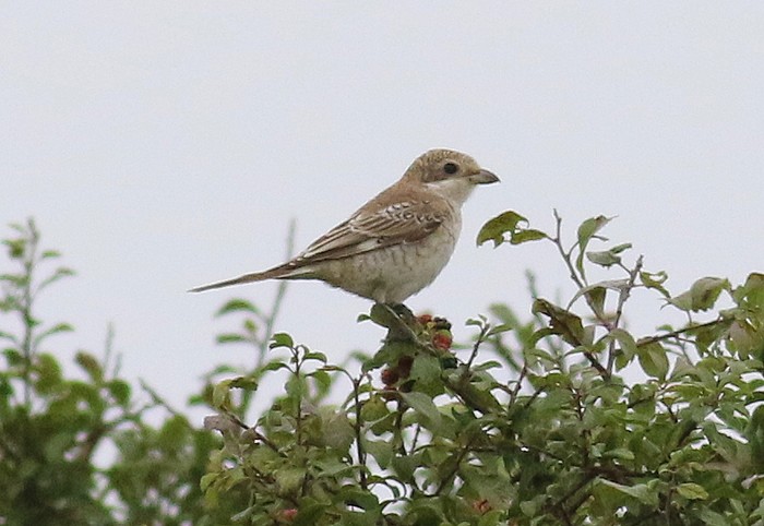 Woodchat Shrike