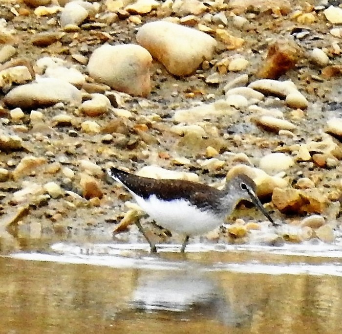 Green Sandpiper