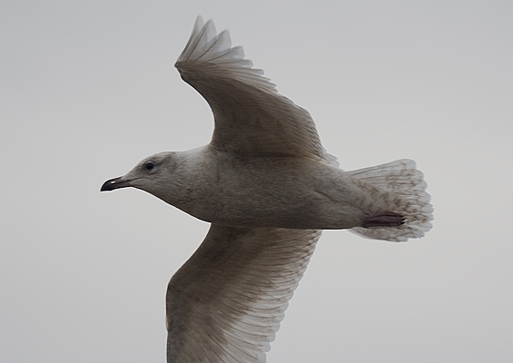 Iceland Gull