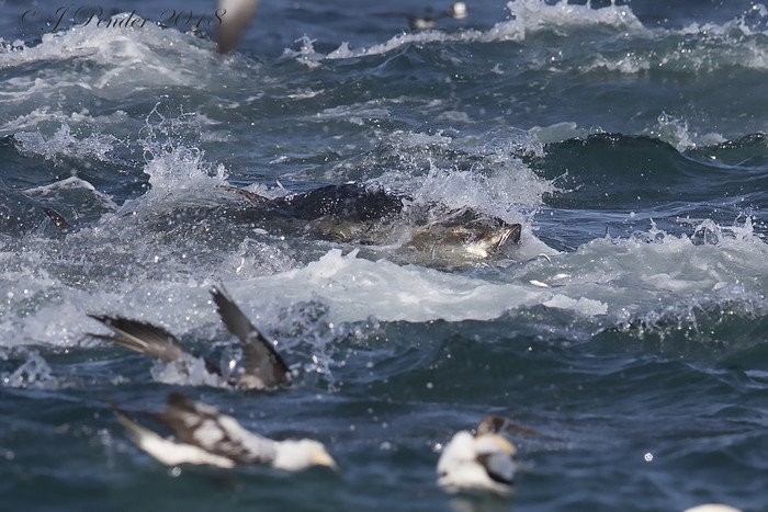 Bluefin Tuna