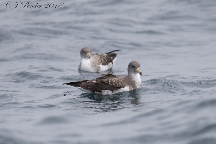 Cory's Shearwater
