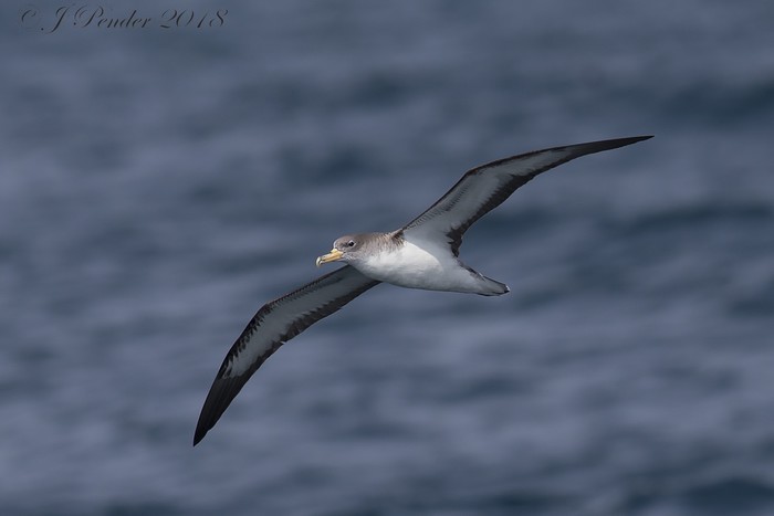 Cory's Shearwater