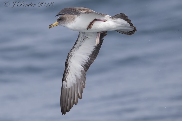 Cory's Shearwater
