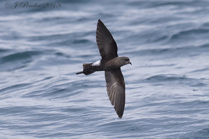 Wilson's Petrel