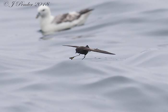 Wilson's Petrel
