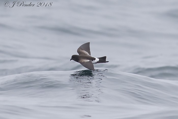 Wilson's Petrel