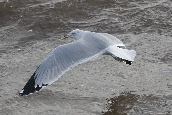 Ring-billed Gull
