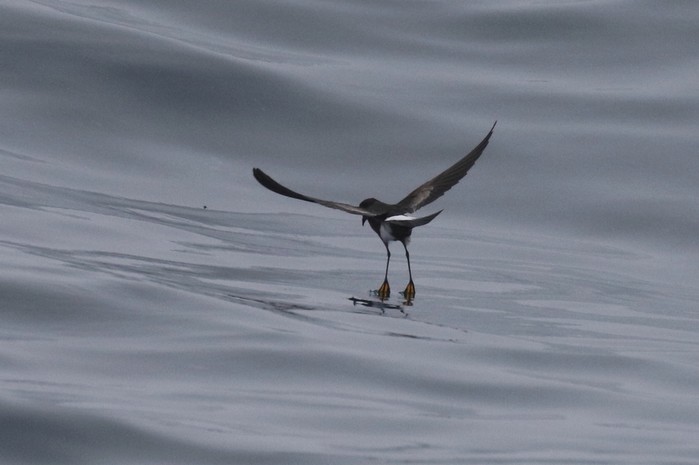 Wilson's Petrel