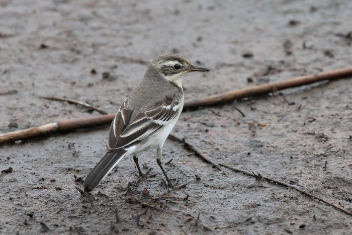 Citrine Wagtail