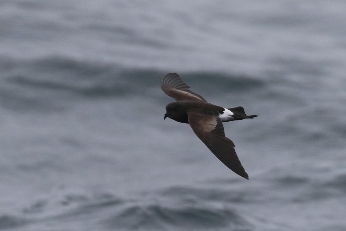 Wilson's Petrel