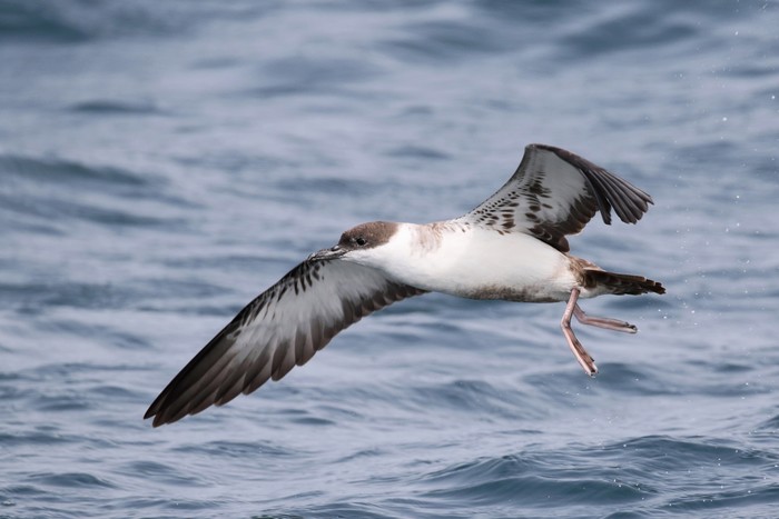 Great Shearwater