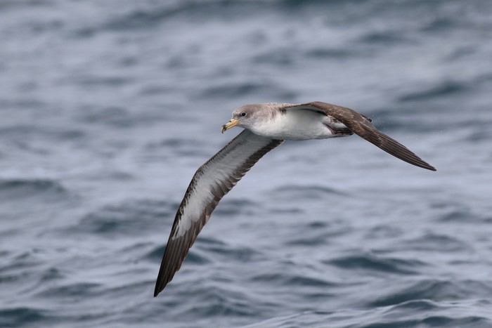 Cory's Shearwater