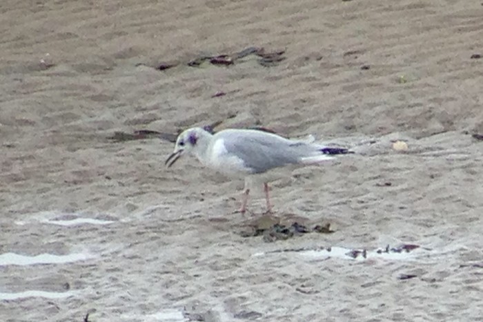 Bonaparte's Gull