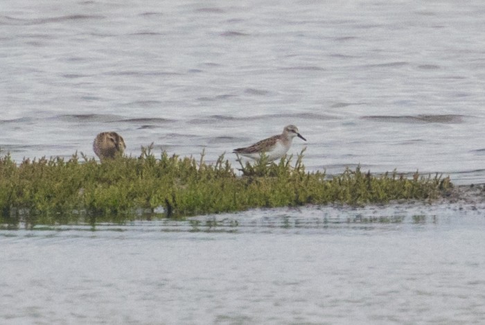 Semipalmated Sandpiper
