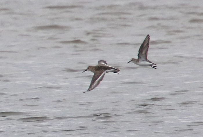 Semipalmated Sandpiper