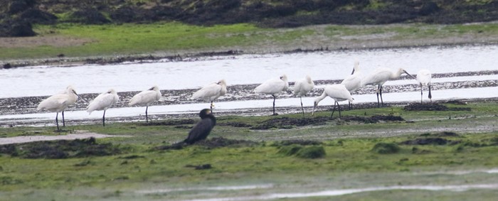Spoonbill
