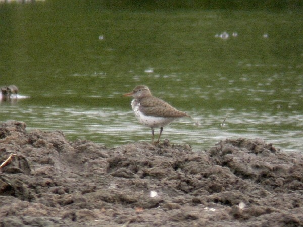 Spotted Sandpiper