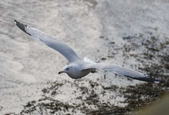 Ring-billed Gull