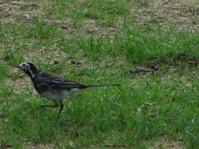 Pied Wagtail